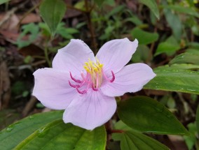 泡沫箱里能否种植花卉及花卉的杀菌杀虫药选择泡沫箱里可以种花吗